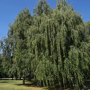  Appartamento Al Salice Tranquillità Nel Verde Via Amendola 24